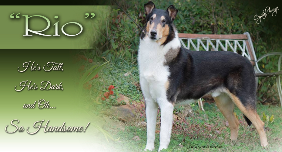 Provenhill Collies -- AM/CAN CH Alexy Handsome Devil