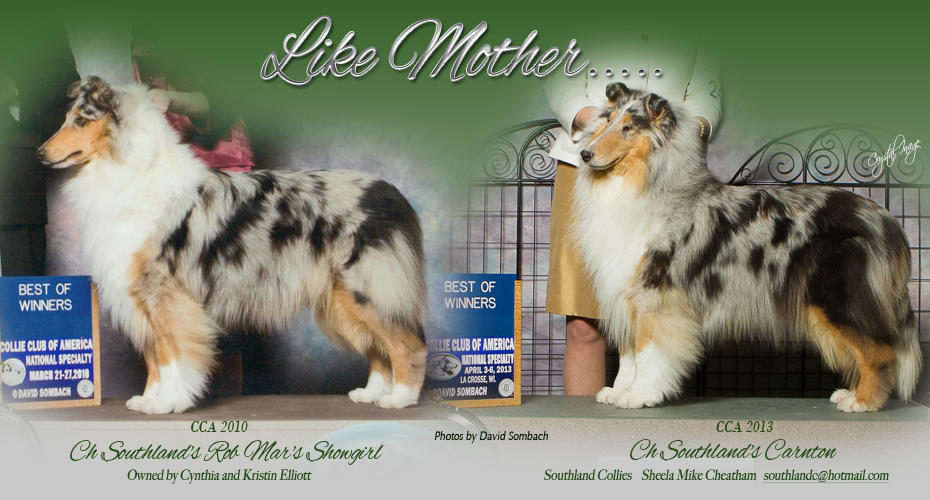 Southland Collies -- CH Southland's Rob Mar's Showgirl and CH Southland's Carnton