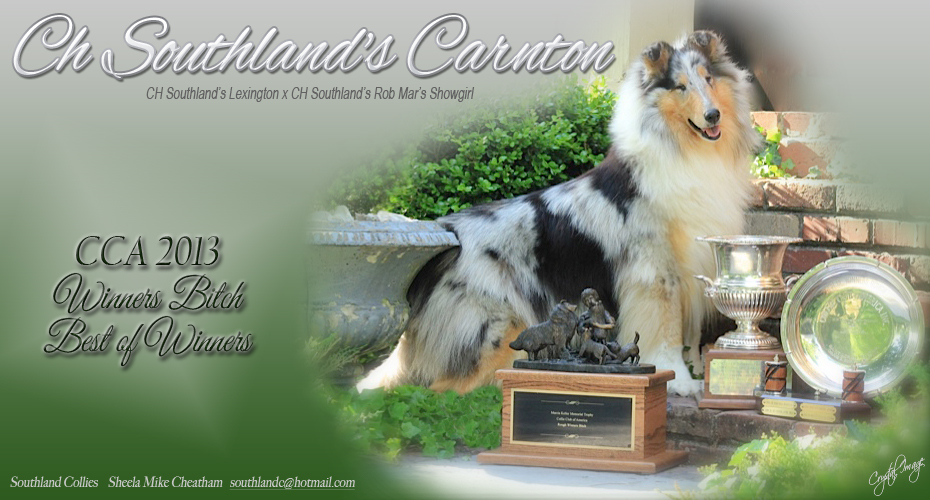 Southland Collies -- CH Southland's Rob Mar's Showgirl and CH Southland's Carnton