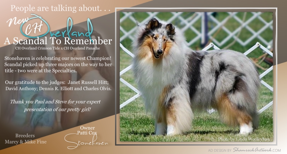 Stonehaven Collies -- CH Overland A Scandal To Remember