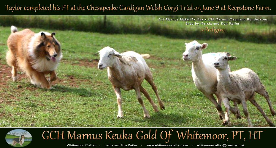 Whitemoor Collies -- GCH Marnus Keuka Gold Of Whitemoor, PT, HT