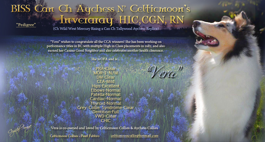 Celticmoon Collies -- CAN CH Aychess N' Celticmoon's Inveraray HIC CGN RN