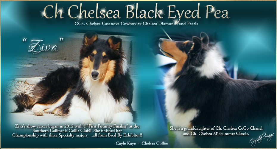 Chelsea Collies -- CH Chelsea Black Eyed Pea