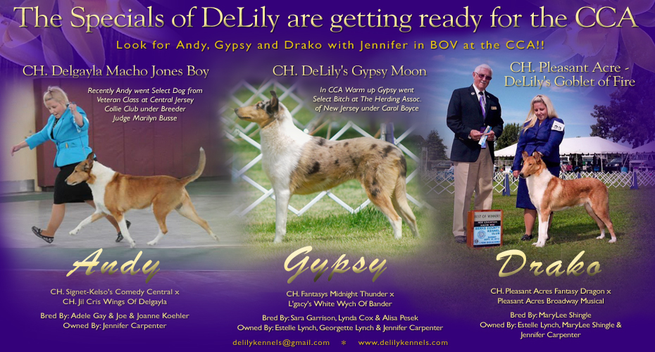 Delily Collies -- CH Delgayla Macho Jones Boy, Ch Delily's Gypsy Moon and CH Pleasant Acre-Delily's Goblet Of Fire
