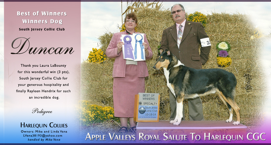 Harlequin Collies -- Apple Valleys Royal Salute To Harlequin CGC