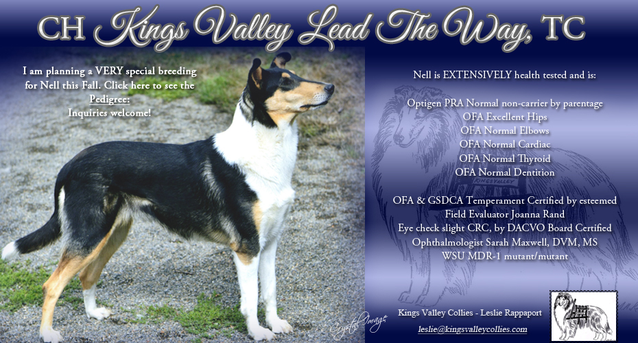 Kings Vallley Collies -- CH Kings Valley Lead The Way TC