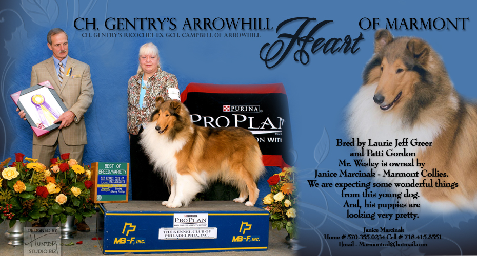Marmont Collies -- CH Gentry's Arrowhill Heart Of Marmont
