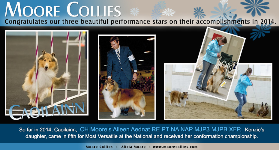 Moore Collies -- CH Moore’s Aileen Aednat RE PT NA NAP MJP3 MJPB XFP