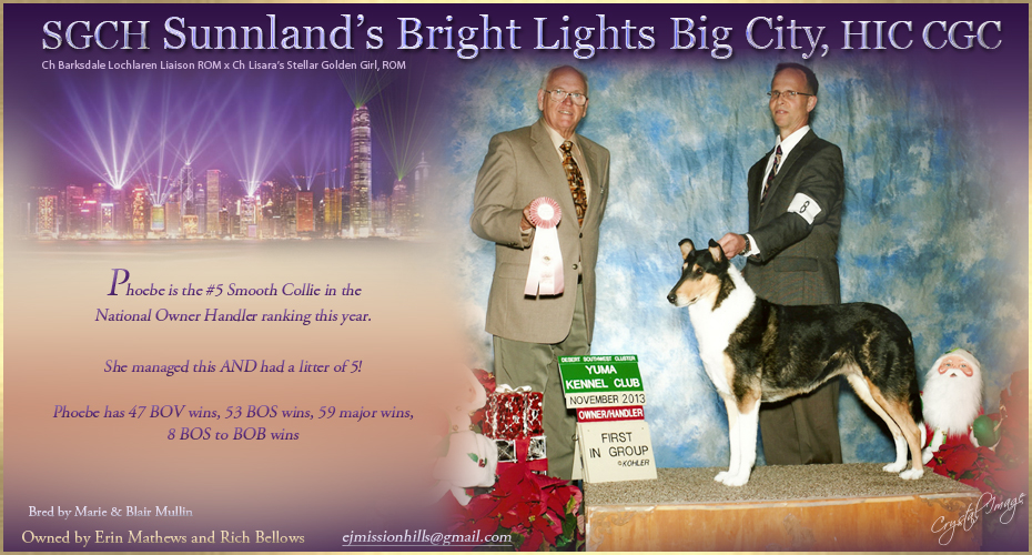 Sunnland Collies -- Silver GCH Sunnland's Bright Lights Big City, HIC CGC