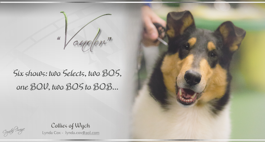 Collies Of Wych -- GCH Bandor's The Wyching Hour