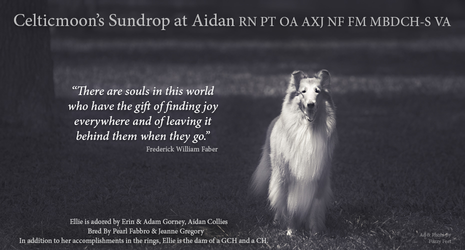 Aidan Collies -- Celticmoon's Sundrop At Aidan RN PT OA OXJ NF FM MBDCH-S VA