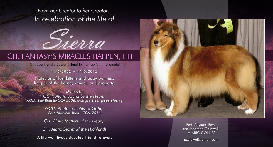 Alaric Collies -- In loving memory of CH Fantasy's Miracles Happen, HIT