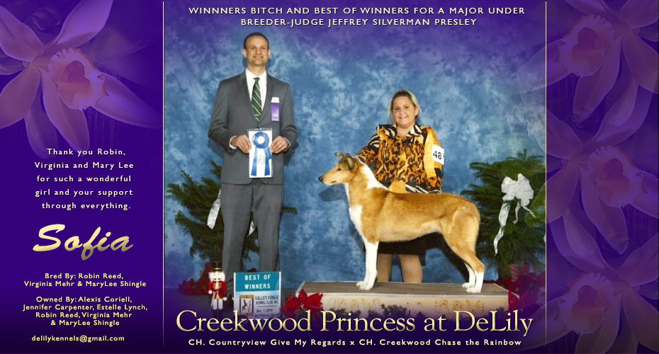 Delily Collies -- Creekwood Princess At Delily
