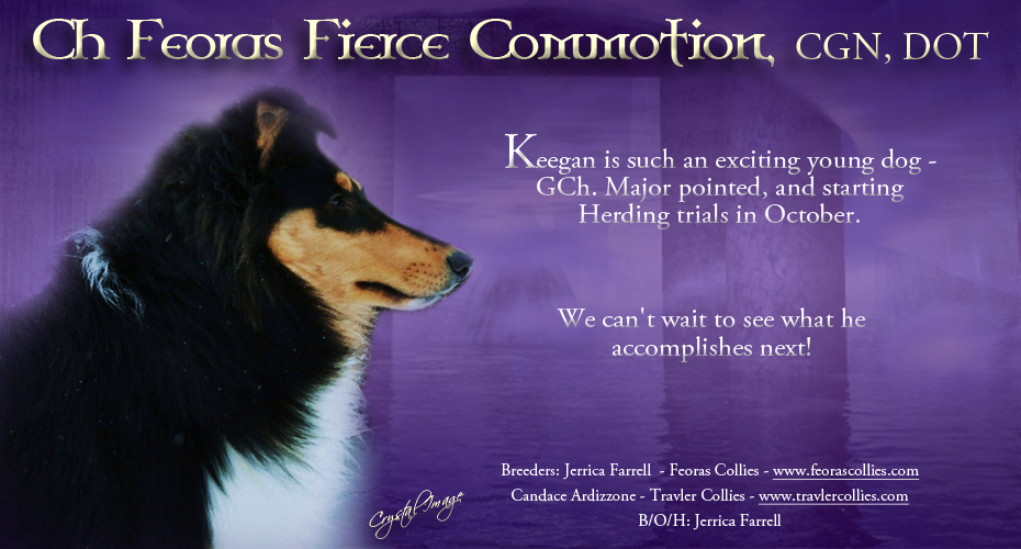Feoras Collies / Travler Collies -- CH Feoras Fierce Commotion CGN, DOT