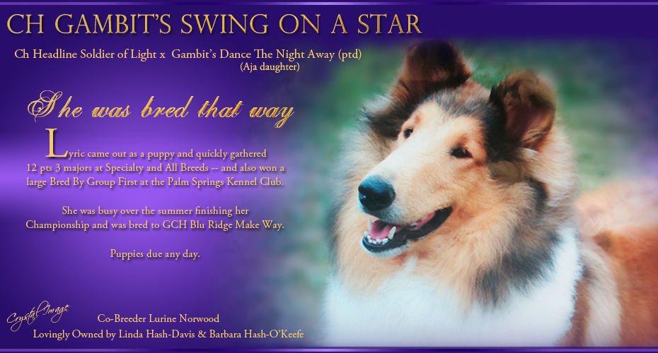 Gambit Collies -- CH Gambit's Swing On A Star