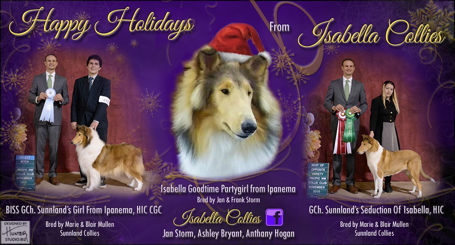 Isabella Collies -- GCH Sunnland's Girl From Ipanema HIC CGC, Isabella Goodtime Partygirl From Ipanema and GCH Sunnland's Seduction Of Isabella HIC