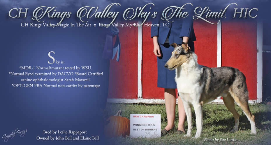 Kings Valley Collies -- CH Kings Valley Sky's The Limit HIC