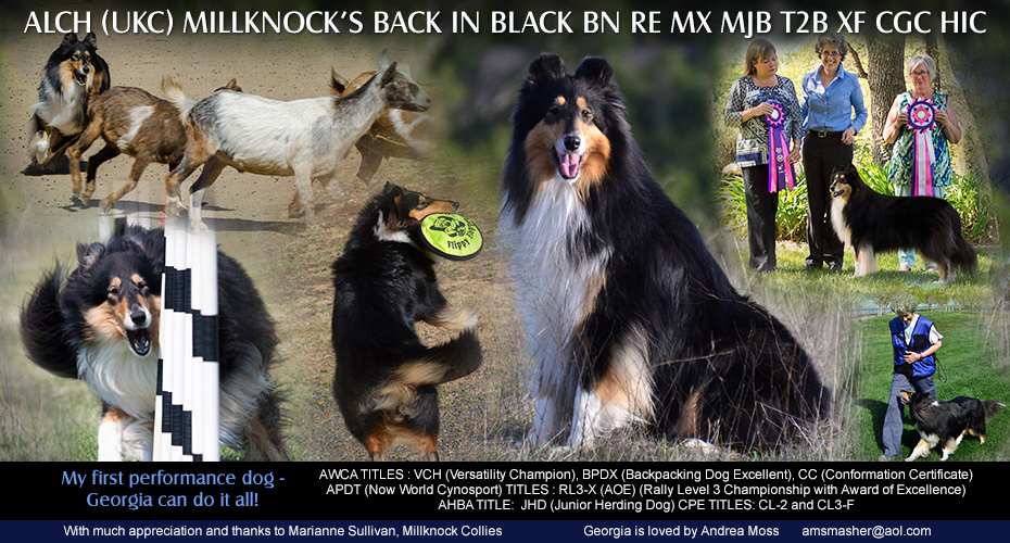 Andrea Moss -- ALCH (UKC) Millknock's Back In Black BN RE MJB MX T2B CGC