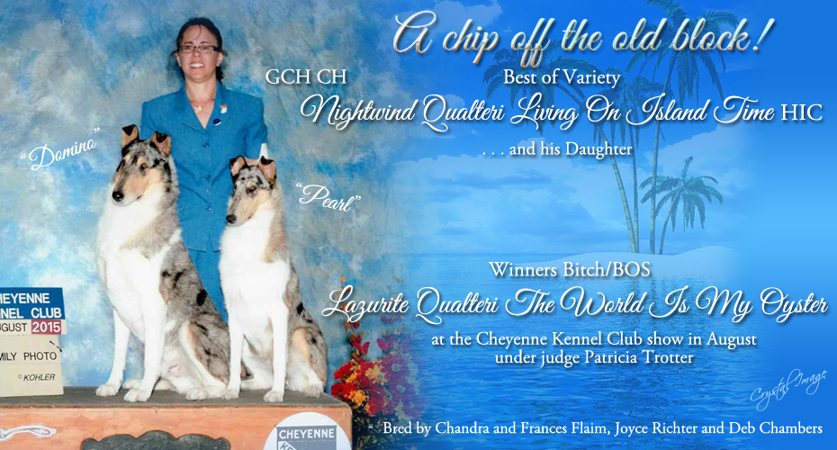 Qualteri Collies /  Lazurite Collies -- GCH Nightwind Qualteri Living On Island Time HIC and Lazurite Qualteri The World Is My Oyster