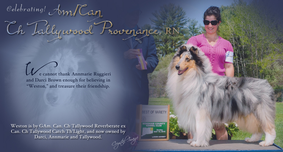 Tallywood Collies -- AM / CAN CH Tallywood Provenance, RN