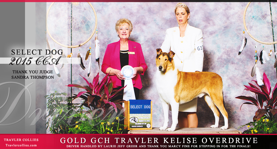Travler Collies -- Gold GCH Travler Kelise Overdrive