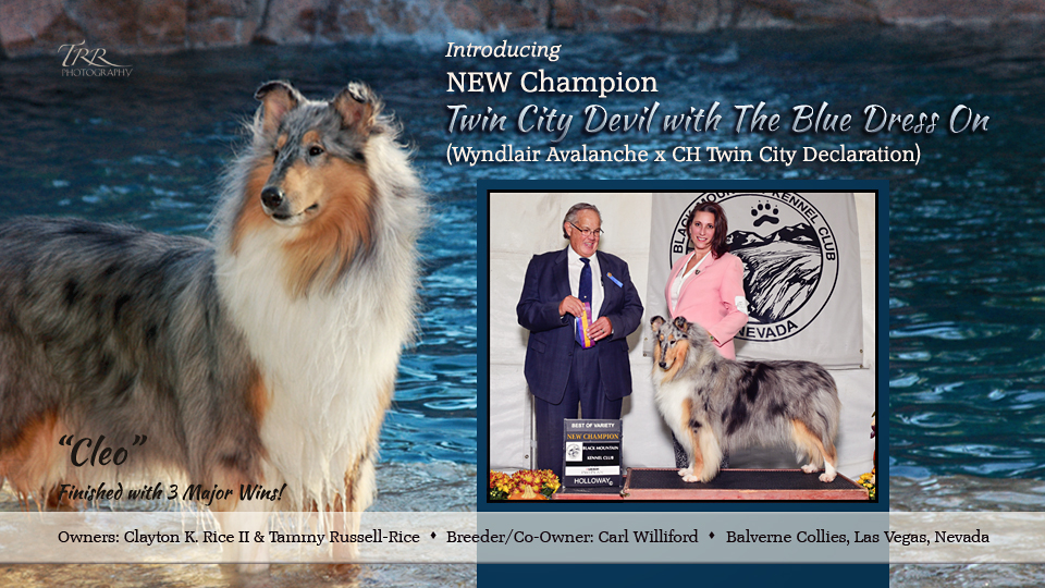 Balverne Collies -- CH Twin City Devil With The Blue Dress On