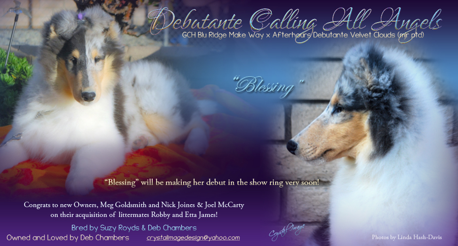 Debutante Collies -- Debutante Calling All Angels