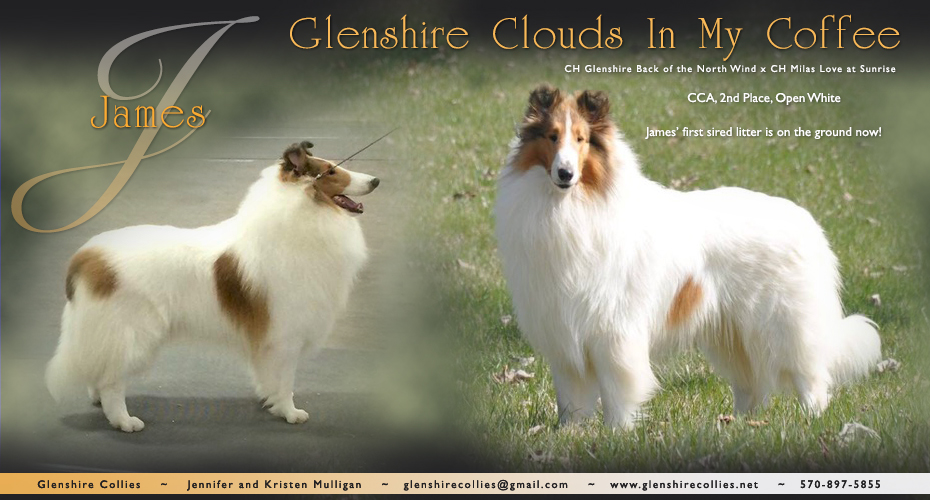 Glenshire Collies -- Glenshire Clouds In My Coffee