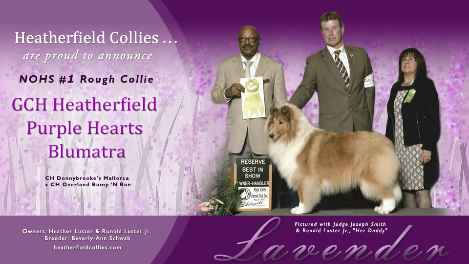 GCH Heatherfield Purple Hearts Blumatra