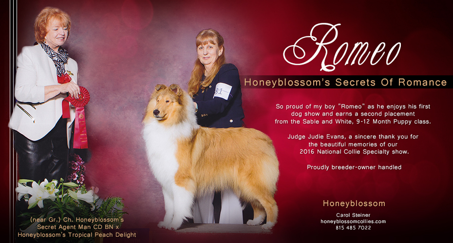 Honeyblossom Collies -- Honeyblossom's Secrets Of Romance