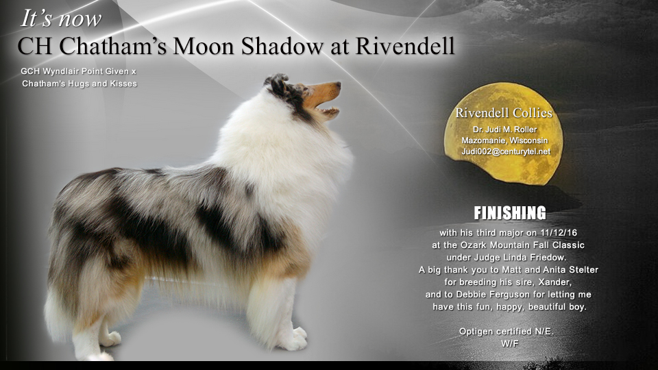 Rivendell Collies -- CH Chatham's Moon Shadow At Rivendell