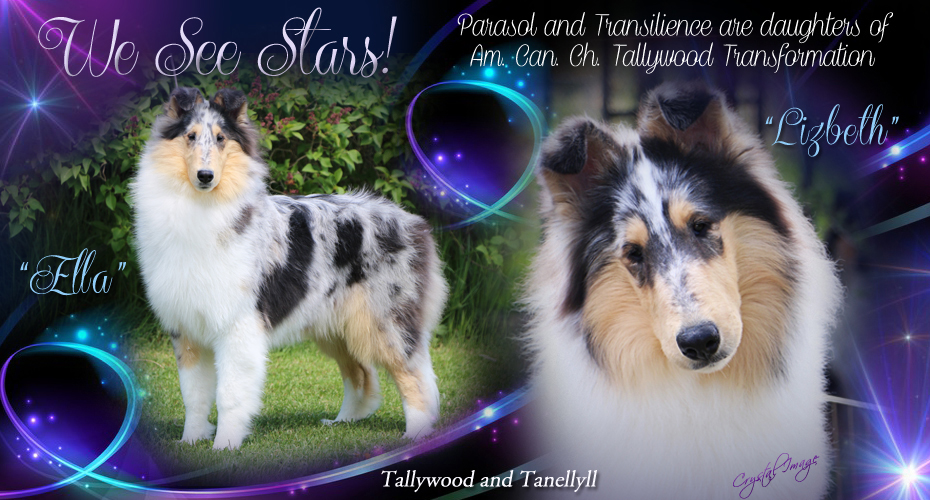 Tallywood Collies / Tanellyll Collies 