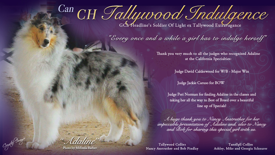 Tanellyll Collies / Tallywood Collies -- CAN CH Tallywood Indulgence