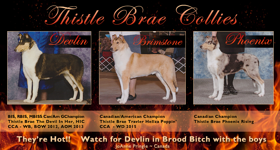 Thistle Brae Collies -- CAN/AM GCH Thistlebrae The Devil In Her HIC, CAN/AM CH Thistle Brae Travler Hellza Poppin' and CAN CH Thistle Brae Phoenix Rising