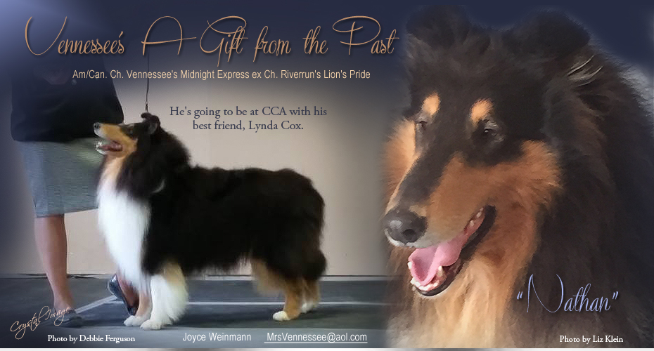 Vennessee Collies -- Vennessee's A Gift From The Past