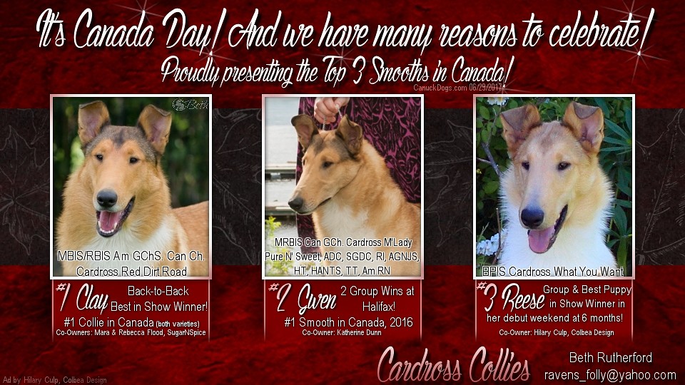Cardross Collies -- Am GCHS Can CH Cardross Red Dirt Road / CAN GCH Cardross M'Lady Pure N' Sweet, ADC, SGDC, RI AGNJS, HT, HANTS, TT Am RN / Cardross What You Want