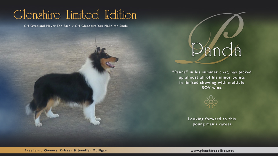 Glenshire Collies -- Glenshire Limited Edition