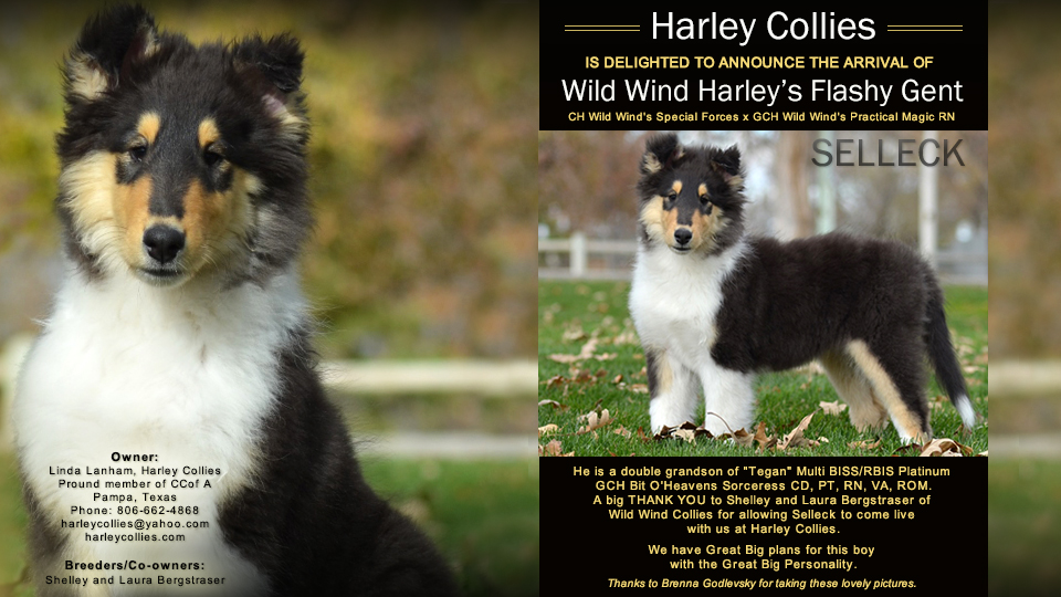 Harley Collies -- Wild Wind Harley's Flashy Gent