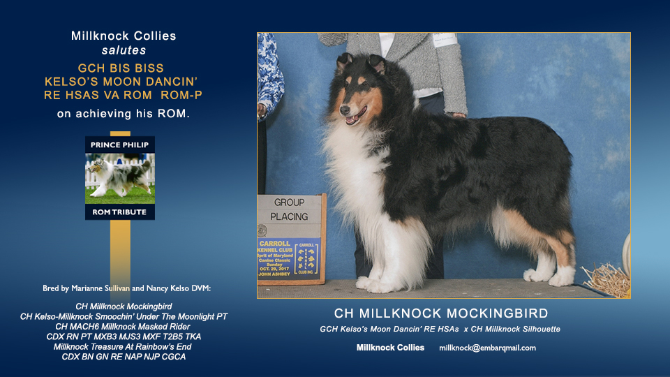 Millknock Collies -- CH Millknock Mockingbird