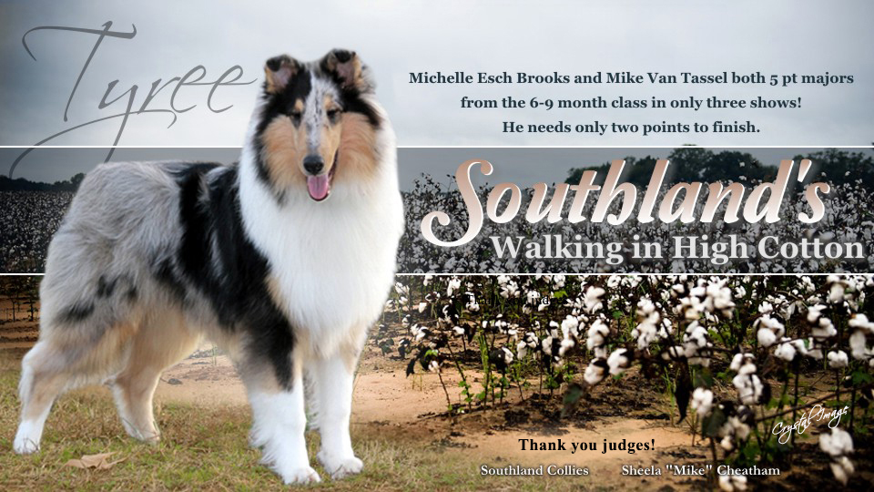 Southland's Walkin' In High Cotton
