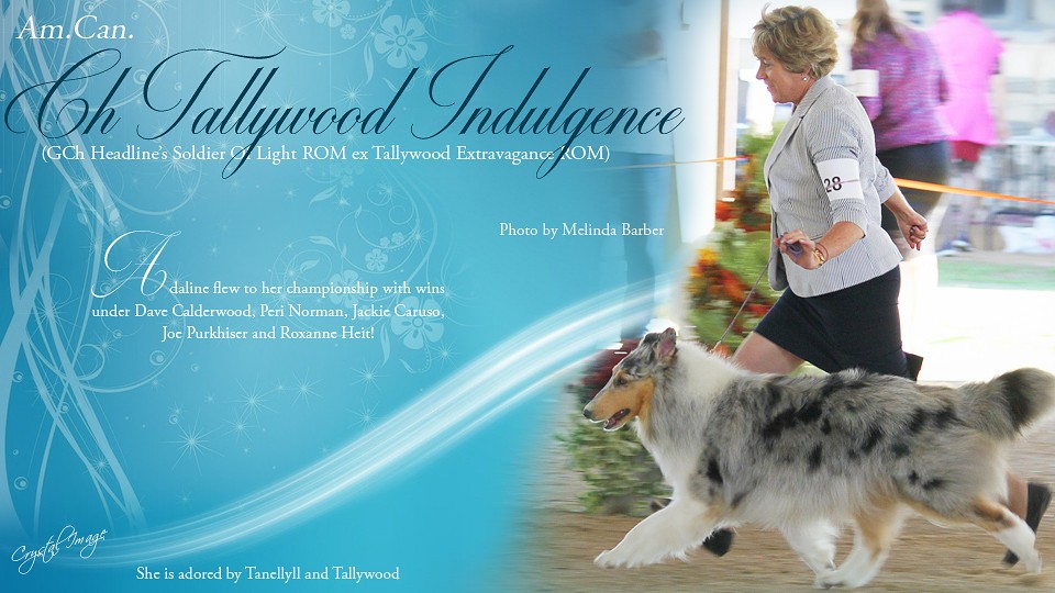 Tanellyll Collies / Tallywood Collies -- CH Tallywood Indulgence