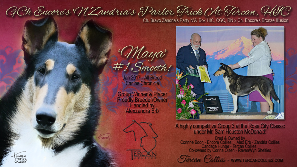 GCH Encore's 'N Zandria's Parlor Trick at Tercan