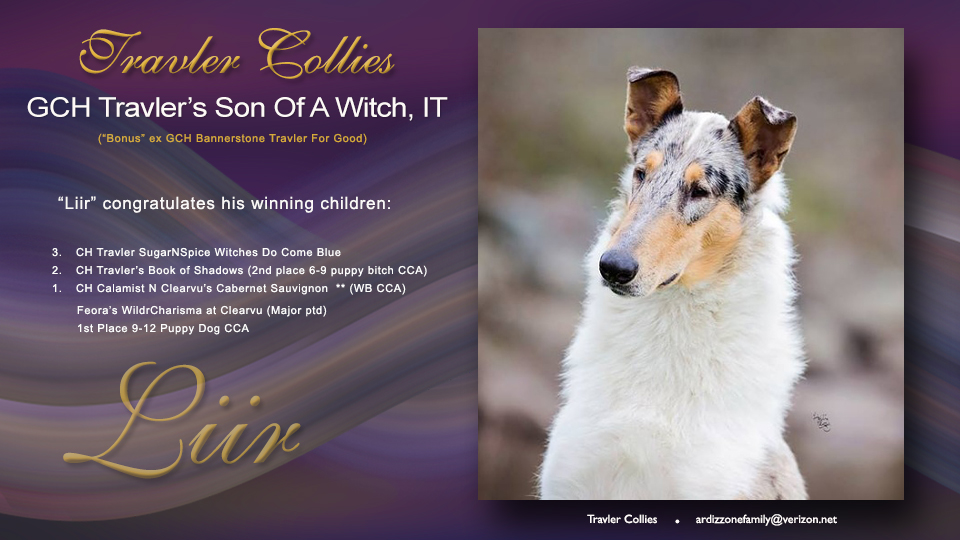 Travler Collies -- GCH Travler's Son Of A Witch, IT