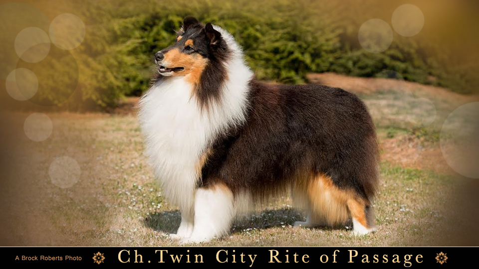 Twin City Collies -- CH Twin City Rite Of Passage