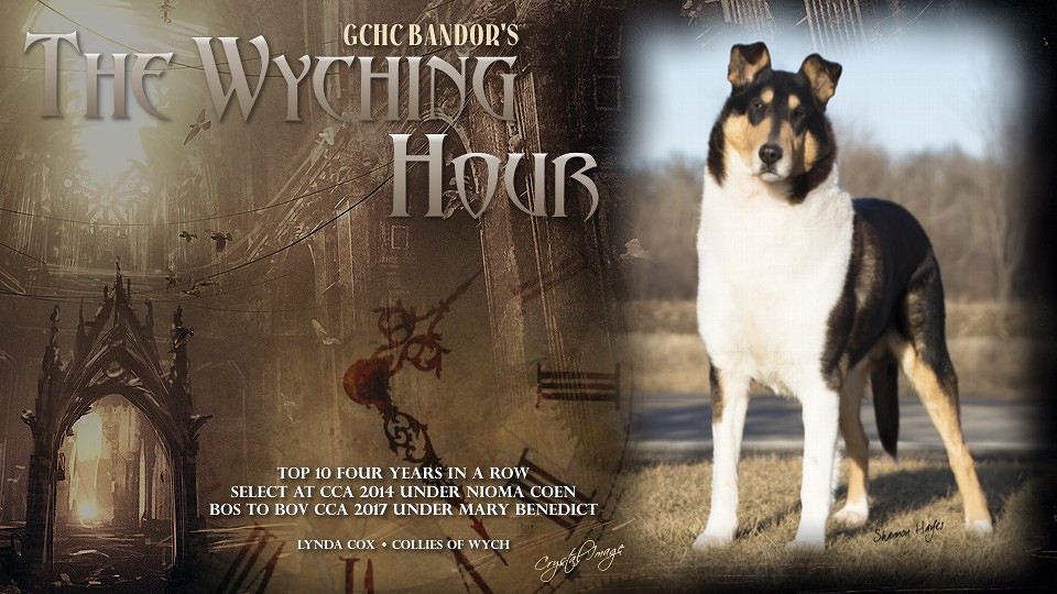 Gold GCH Bandor's The 
Wyching Hour