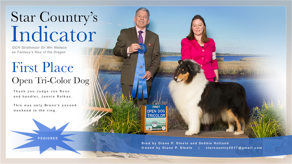 Star Country Collies -- Star Country's Indicator