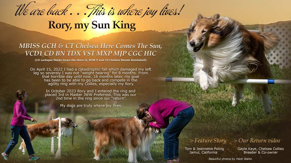 Tom and Jeannette Poling / Gayle Kaye, Chelsea Collies -- GCH / CT Chelsea Here Comes The Sun VCD1 CD BN TDX VST MXP MJP CGC HIC