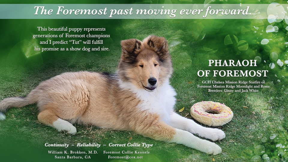Foremost Collies --Pharaoh Of Foremost 