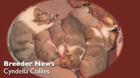 A new litter of puppies at Cyndella Collies, Bennett, Colorado