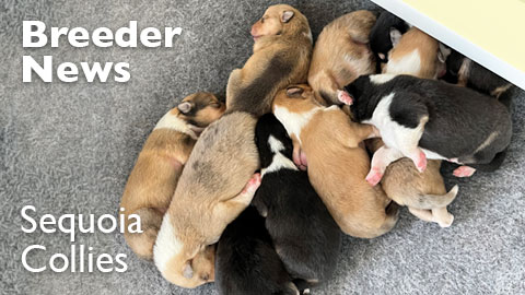 A new litter of puppies at Sequoia Collies, Massachusetts